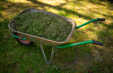 A garden cart with mown grass. To clean the grass in the garden. Hay for livestock on the farm.