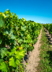 A row of grape vines growing in a vineyard - 648945152