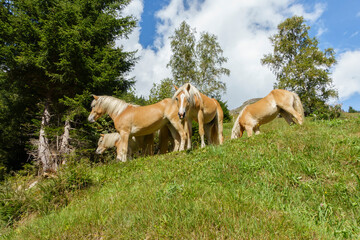 Haflinger Pferde in den Bergen des Zillertal