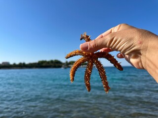 A starfish in a woman's hands. Marine animal, inhabitant of the Adriatic Sea. The girl holds a starfish with her fingers.