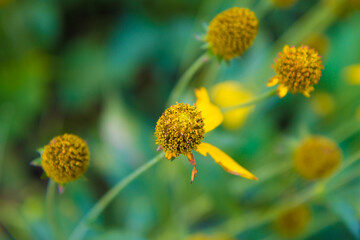 beautiful Mexican Sunflower Weed