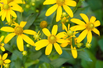 beautiful Mexican Sunflower Weed