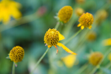 beautiful Mexican Sunflower Weed