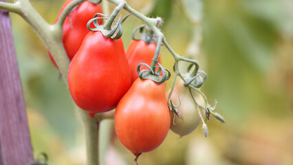closeup the red ripe tomato growing with leaves and plant in the farm over out of focus green...