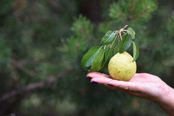 pear in hand. Hand holding fresh bio pears isolated on natural background. Organic fruit for food or pear juice. Healthy food. Pear harvest. a woman's hand holds a fruit, a yellow ripe pear. Eko - obrazy, fototapety, plakaty