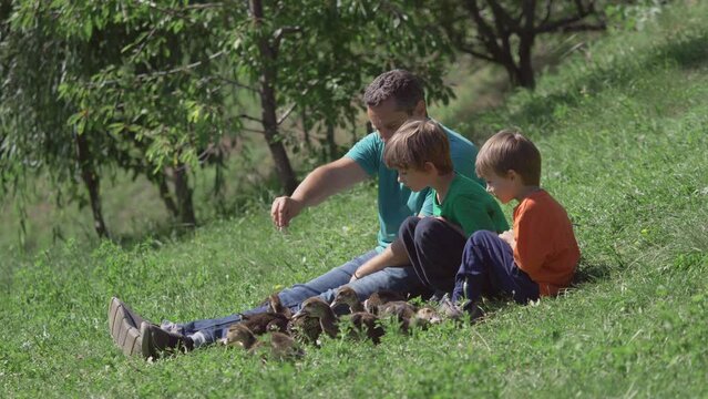 Father and sons feeding ducklings in the garden, enjoy summer vacation at countryside