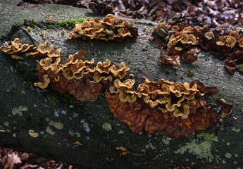 Buchenstamm im Wald mit Baumpilzen und Flechten, sehr farbenfroh