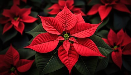 Photo of a vibrant display of red poinsettias with lush green leaves