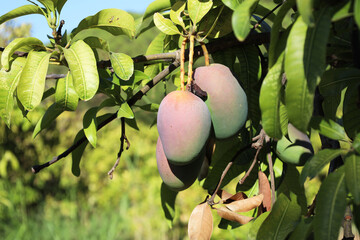 frutos no pomar