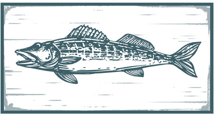 rough rustic style sketch illustration of walleye fish for fishing theme prints, logos, posters, labels etc.