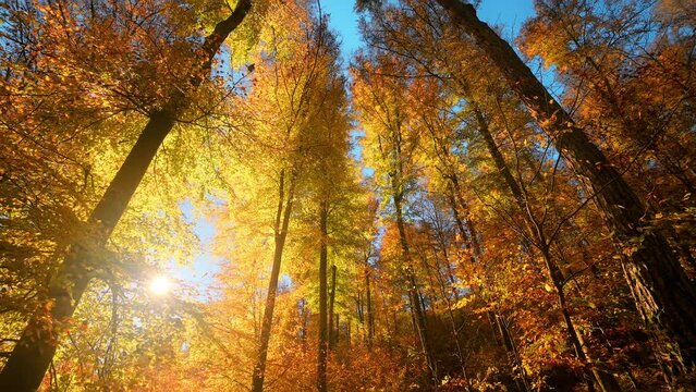 Golden tall trees in magnificent sunlight in autumn with blue sky, the camera slowly tilts up to the canopy
