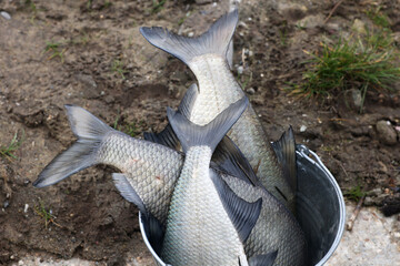 Ogon ryby złapanej w rzece na posiłek.  - obrazy, fototapety, plakaty