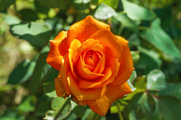 Blooming orange rose flower in a garden.