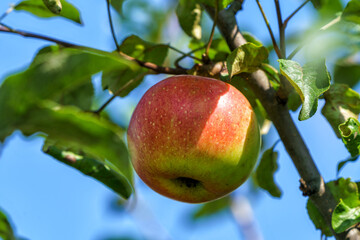 Ripening apple on an apple tree in the garden.