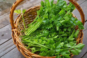 Celery greens from the garden in a basket on the threshold of a country house in the garden in...