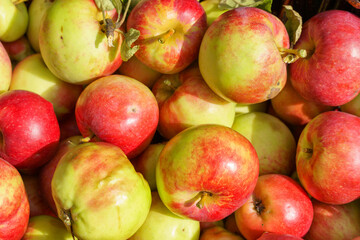background of fresh apples in a summer garden, in the countryside.