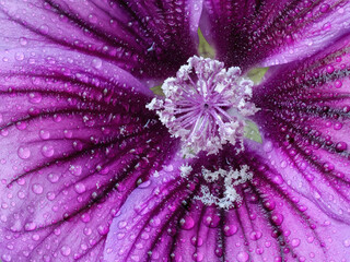 Viele details, Macro Foto von Blüte Malve