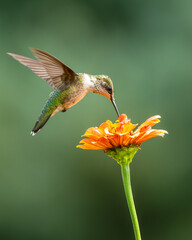 hummingbird on flower