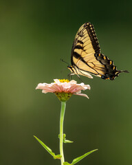 butterfly on flower