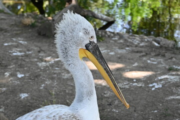 Dalmatian pelican
