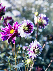 Beautiful Dahlia flowers in the garden - 648954916