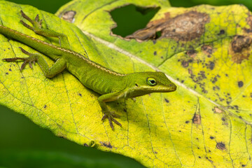 Naklejka na ściany i meble green lizard on a leaf