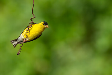 Goldfinch hanging a a vine