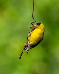 Goldfinch hanging a a vine