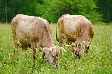 The cows are social animals and form close bonds with their herd mates, creating a sense of community on the farm.