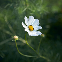 Close-up of a white Cosmos Flower in the garden