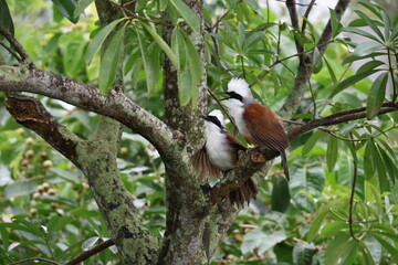 White-crested laughingthrush