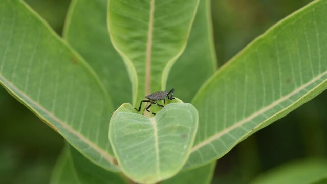 Stink bug climbing a leaf in nature macro footage
