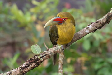 Saffron toucanet