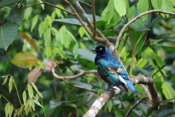Superb Starling