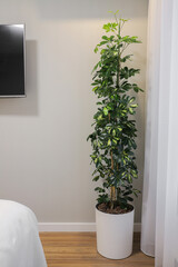 Home plant ficus in a pot in the bedroom