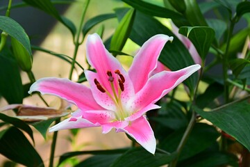 pink lily in the garden