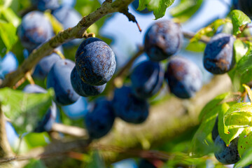 Fruit tree at orchard with ripe blue prunes on a sunny late summer day at City of Zürich. Photo taken September 17th, 2023, Zurich, Switzerland.