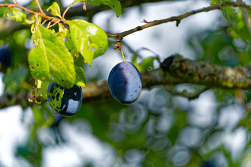 Fruit tree at orchard with ripe blue prunes on a sunny late summer day at City of Zürich. Photo taken September 17th, 2023, Zurich, Switzerland.