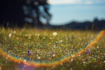 Ocun - Colchicum - colorful flower in a meadow in green grass. The photo has a beautiful bokeh created by an old lens.