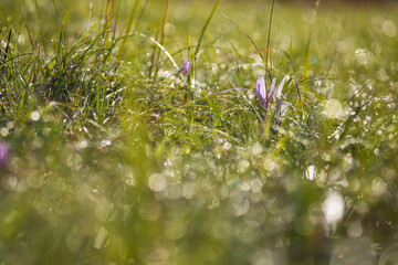 Ocun - Colchicum - colorful flower in a meadow in green grass. The photo has a beautiful bokeh created by an old lens.