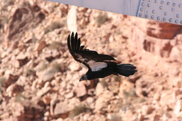 A Californian condor in Arizona