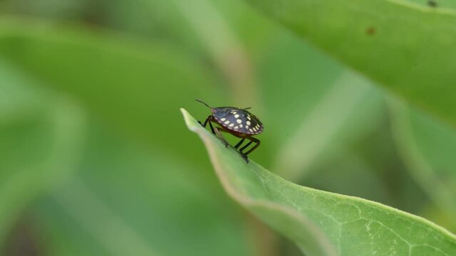 The southern green stink bug Nezara viridula climbing a leaf in summertime