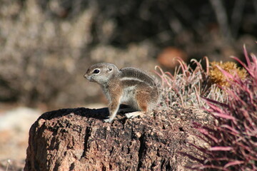 Naklejka na ściany i meble A Harris' antelope squirrel in Arizona