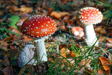 A few fresh specimens of the Fly Agaric (Amanita muscaria) in the Clingendael park