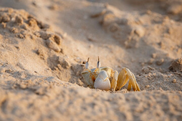 A crab crawling out of the sand at sunrise on a beach in North Africa.