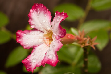 Adenium Obesum Bushman's Poison or Desert Rose with water drops