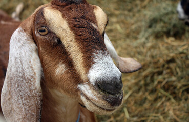On close-up shot of a brown pet goat on the farm