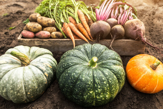 Autumn harvest of organic seasonal vegetables in sunlight, harvesting. Bunch of fresh beetroot, carrot, pumpkins and freshly harvested potato on soil in garden