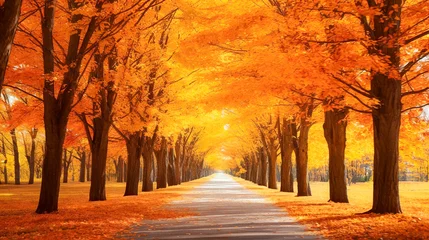 Afwasbaar Fotobehang Warm oranje 美しい秋の紅葉の並木道