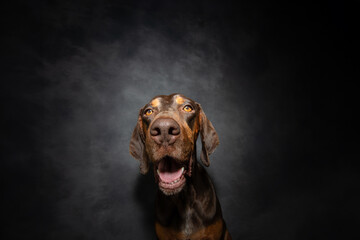Portrait happy smiling doberman puppy dog looking at camera. Isolated on grey dark background